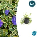 Immergrün 'Aureovariegata' 12er-Set (Vinca minor) – winterharter Bodendecker, Topf-Ø 9 cm, Höhe ca. 25 cm