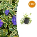 60x Vinca minor 'Aureovariegata' - ↕10-25cm - Ø9cm