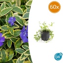 Immergrün 'Aureovariegata' 60er-Set (Vinca minor) – winterharter Bodendecker, Topf-Ø 9 cm, Höhe ca. 25 cm