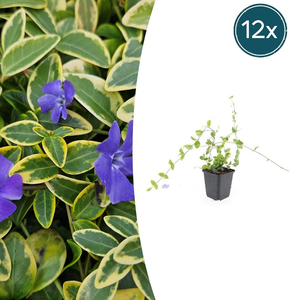 12x Vinca minor 'Blue and Gold' - ↕10-25cm - Ø9cm