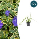 12x Vinca minor 'Blue and Gold' - ↕10-25cm - Ø9cm