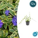 Immergrün 'Blue and Gold' 12er-Set (Vinca minor) – winterharter Bodendecker, Topf-Ø 9 cm, Höhe ca. 25 cm