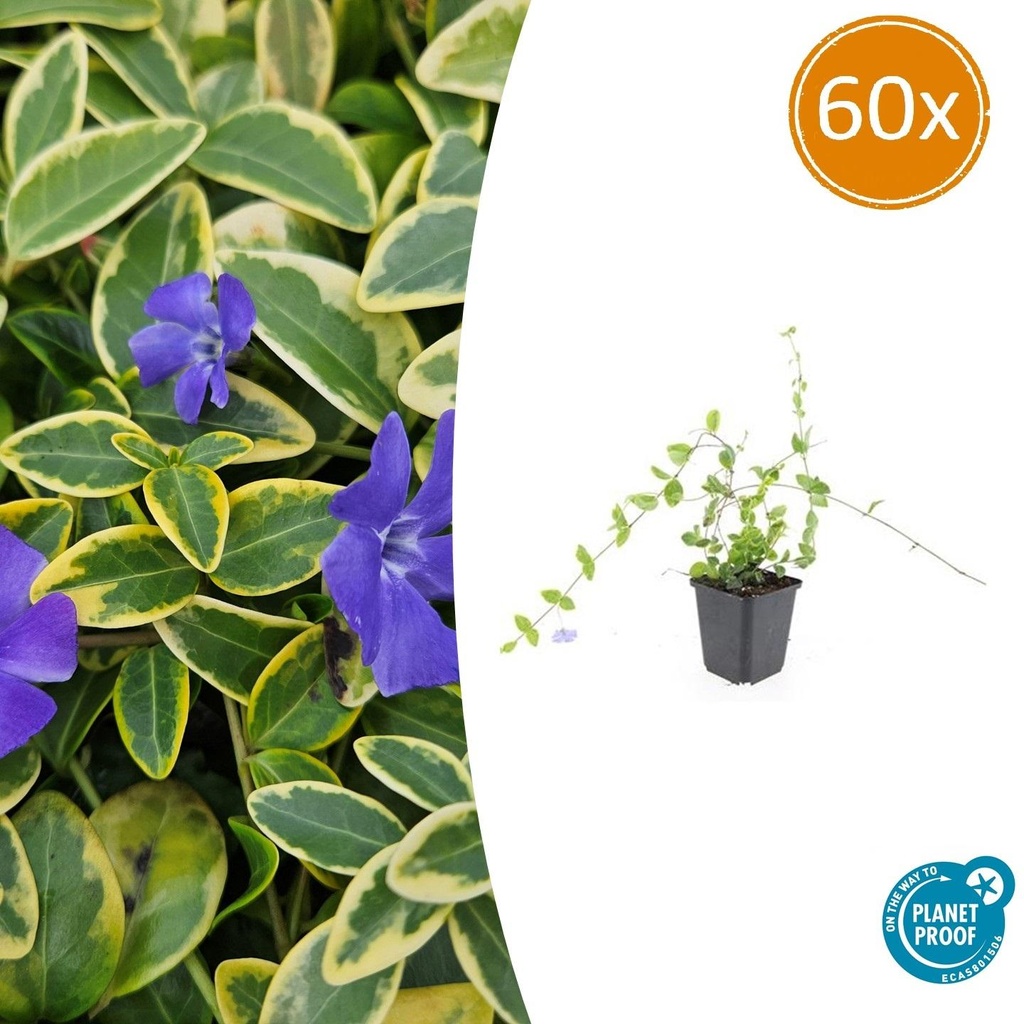 Immergrün 'Blue and Gold' 60er-Set (Vinca minor) – winterharter Bodendecker, Topf-Ø 9 cm, Höhe ca. 25 cm