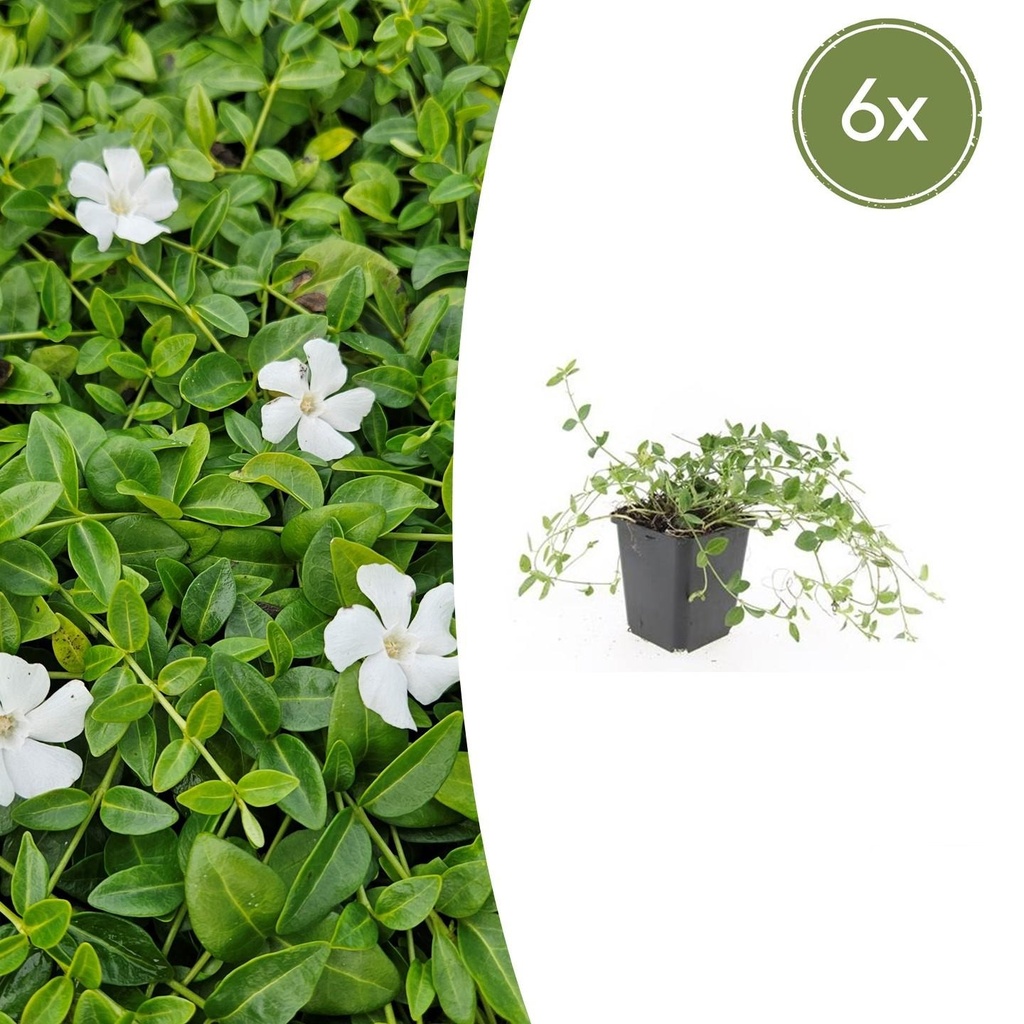 6x Vinca minor 'Gertrude Jekyll' - ↕10-25cm - Ø9cm