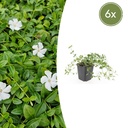 6x Vinca minor 'Gertrude Jekyll' - ↕10-25cm - Ø9cm