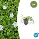 Immergrün 'Gertrude Jekyll' 6er-Set (Vinca minor) – winterharter Bodendecker, Topf-Ø 9 cm, Höhe ca. 25 cm
