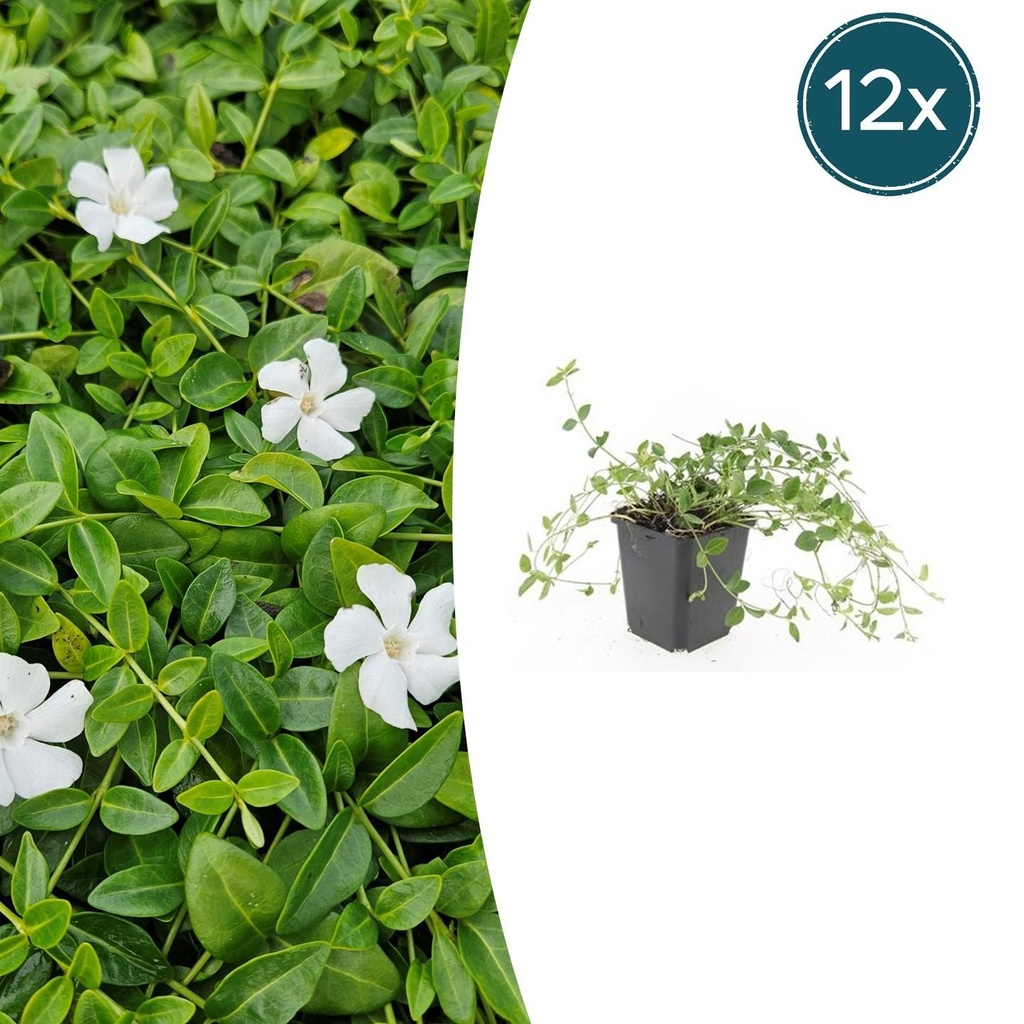 12x Vinca minor 'Gertrude Jekyll' - ↕10-25cm - Ø9cm