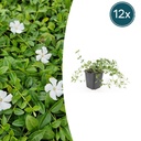 12x Vinca minor 'Gertrude Jekyll' - ↕10-25cm - Ø9cm