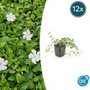 Immergrün 'Gertrude Jekyll' 12er-Set (Vinca minor) – winterharter Bodendecker, Topf-Ø 9 cm, Höhe ca. 25 cm