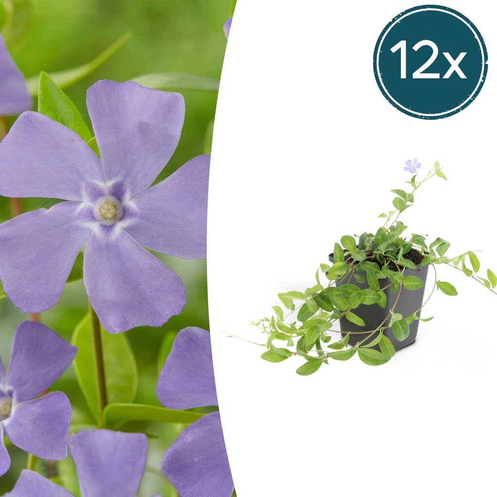 12x Vinca minor 'La Grave' - ↕10-25cm - Ø9cm