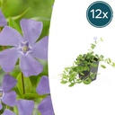12x Vinca minor 'La Grave' - ↕10-25cm - Ø9cm