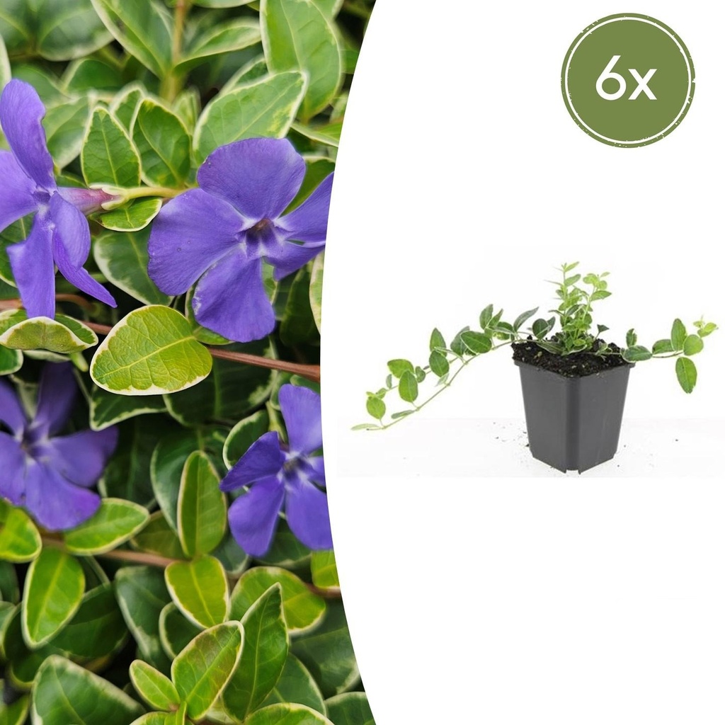 6x Vinca minor 'Ralph Shugert' - ↕10-25cm - Ø9cm
