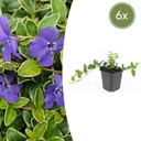 6x Vinca minor 'Ralph Shugert' - ↕10-25cm - Ø9cm