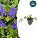 12x Vinca minor 'Ralph Shugert' - ↕10-25cm - Ø9cm