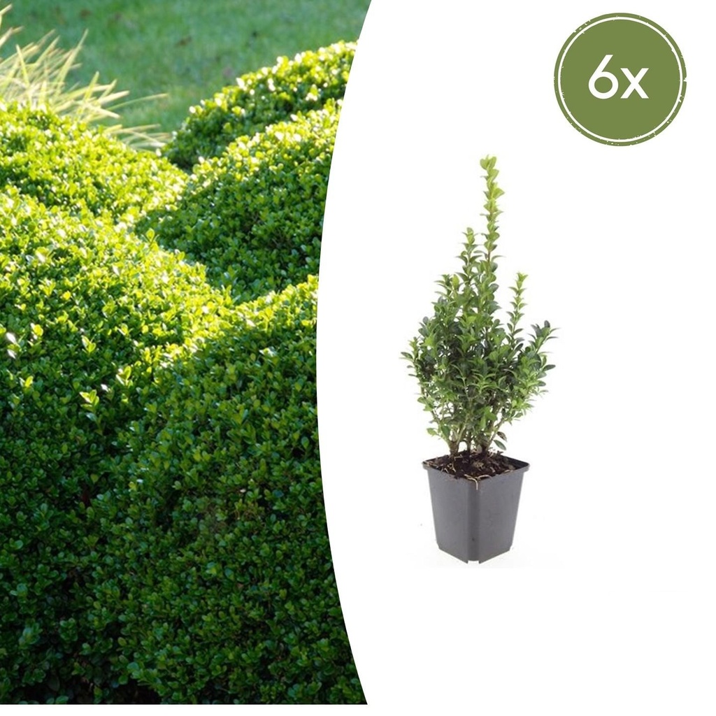 6x Buxus Sempervirens - ↕10-25cm - Ø9cm