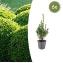 6x Buxus Sempervirens - ↕10-25cm - Ø9cm