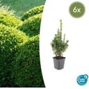 Buchsbaum 6er-Set (Buxus sempervirens) – winterhartes Immergrün, Topf-Ø 9 cm, Höhe ca. 25 cm