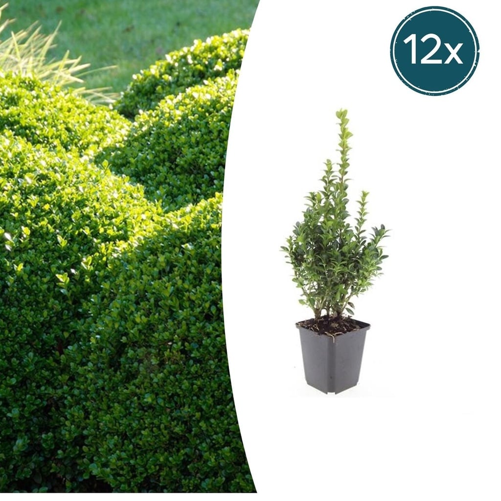 12x Buxus Sempervirens - ↕10-25cm - Ø9cm