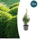 12x Buxus Sempervirens - ↕10-25cm - Ø9cm