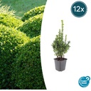 Gewöhnlicher Buchsbaum 12er-Set (Buxus sempervirens) – winterharter immergrüner Strauch, Topf-Ø 9 cm, Höhe ca. 25 cm
