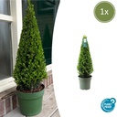 Stechpalme (Ilex aquifolium) – winterhartes immergrünes Gehölz, Topf-Ø 21 cm, Höhe ca. 55 cm