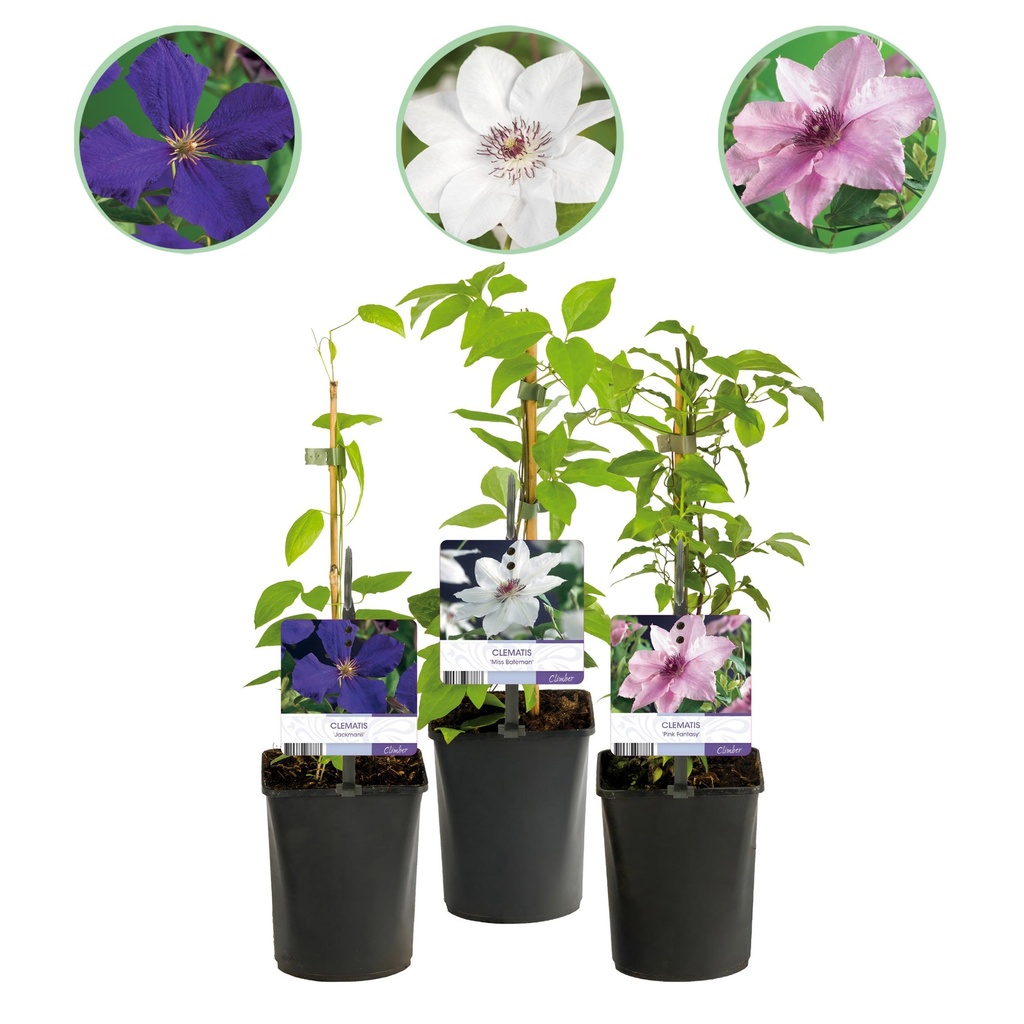 Kletterpflanze - Clematis Tricolour - Blüte Rosa Weiß Lila - Wenig Pflege - 3 Pflanzen - Topf 11cm Höhe 40cm Kletterpflanze - Clematis Rainbow - Blüte Rosa Weiß Lila Rot - Wenig Pflege - 4 Pflanzen -