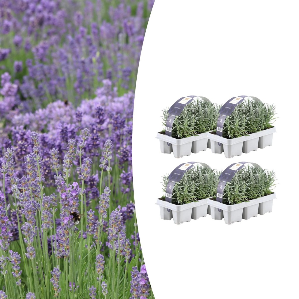 4x 6er Set Lavendel angustifolia - Ø7 cm - ↕15 cm