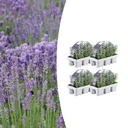 4x 6er Set Lavendel angustifolia - Ø7 cm - ↕15 cm
