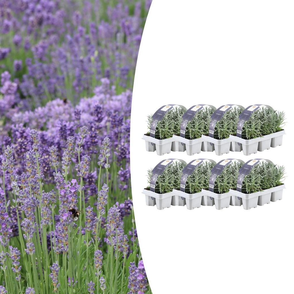8 x 6 Set Lavendel angustifolia - Ø7 cm - ↕15 cm