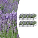 8 x 6 Set Lavendel angustifolia - Ø7 cm - ↕15 cm