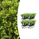 Japanische Stechpalme 'Jenny' 4er-Set (6er-pack ilex) – winterharte immergrüne Heckenpflanze, Topf-Ø 7 cm, Höhe ca. 15 cm