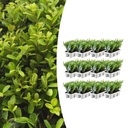 12 x 6er Set Ilex crenata 'Jenny' - Ø7 cm - ↕15 cm