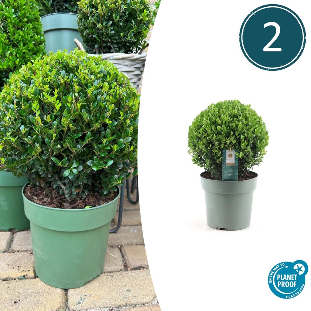 2x Ilex crenata 'Jenny' Kugel XL | Set mit 2 Stück | 19 cm Ø