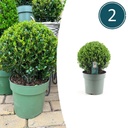 Japanische Stechpalme 'Jenny' 2er-Set (Ilex crenata) – winterharter immergrüner Strauch, Höhe ca. 19 cm