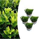 Spindelstrauch 'Green Spire' 4er-Set (6er-pack euonymus) – winterharter Blattschmuckstrauch, Topf-Ø 7 cm, Höhe ca. 15 cm