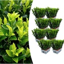 Japanischer Spindelstrauch 'Green Spire' 8er-Set (6er-pack euonymus) – winterharter immergrüner Zierstrauch, Topf-Ø 7 cm, Höhe ca. 15 cm
