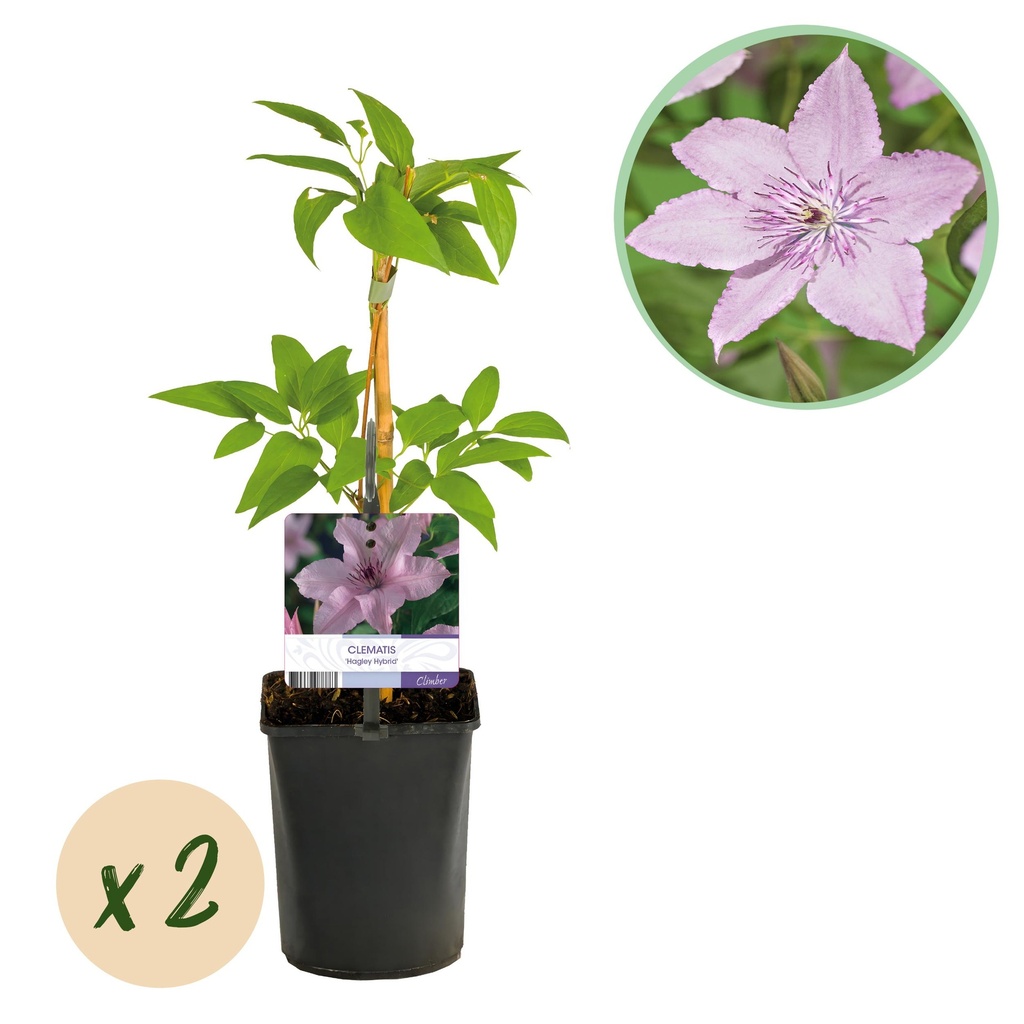 Kletterpflanze - Clematis Hagley Hybrid - Blüte Rosa - Wenig Pflege - 2 Pflanzen - Topf 11cm Höhe 40cm
