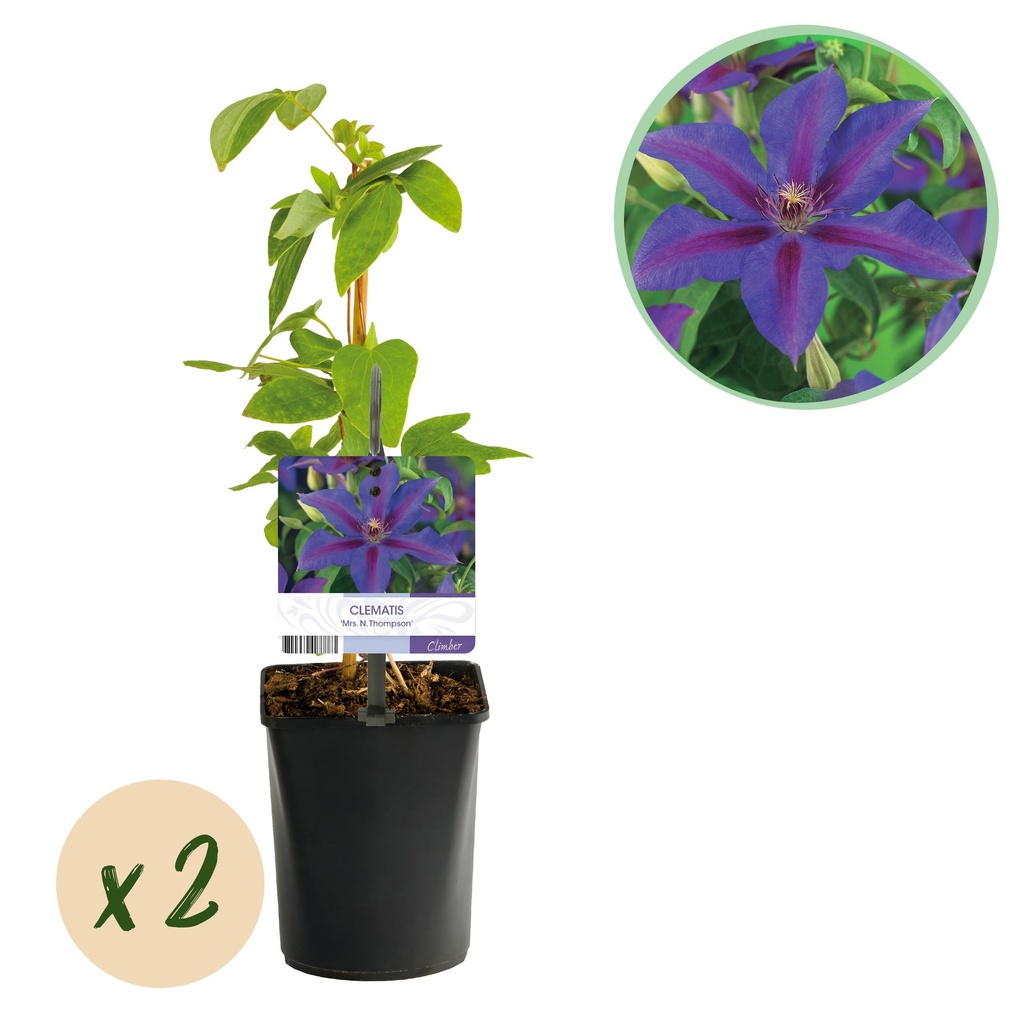 Kletterpflanze - Clematis Mrs. N. Thompson - Blüte Rosa - Wenig Pflege - 2 Pflanzen - Topf 11cm Höhe 40cm