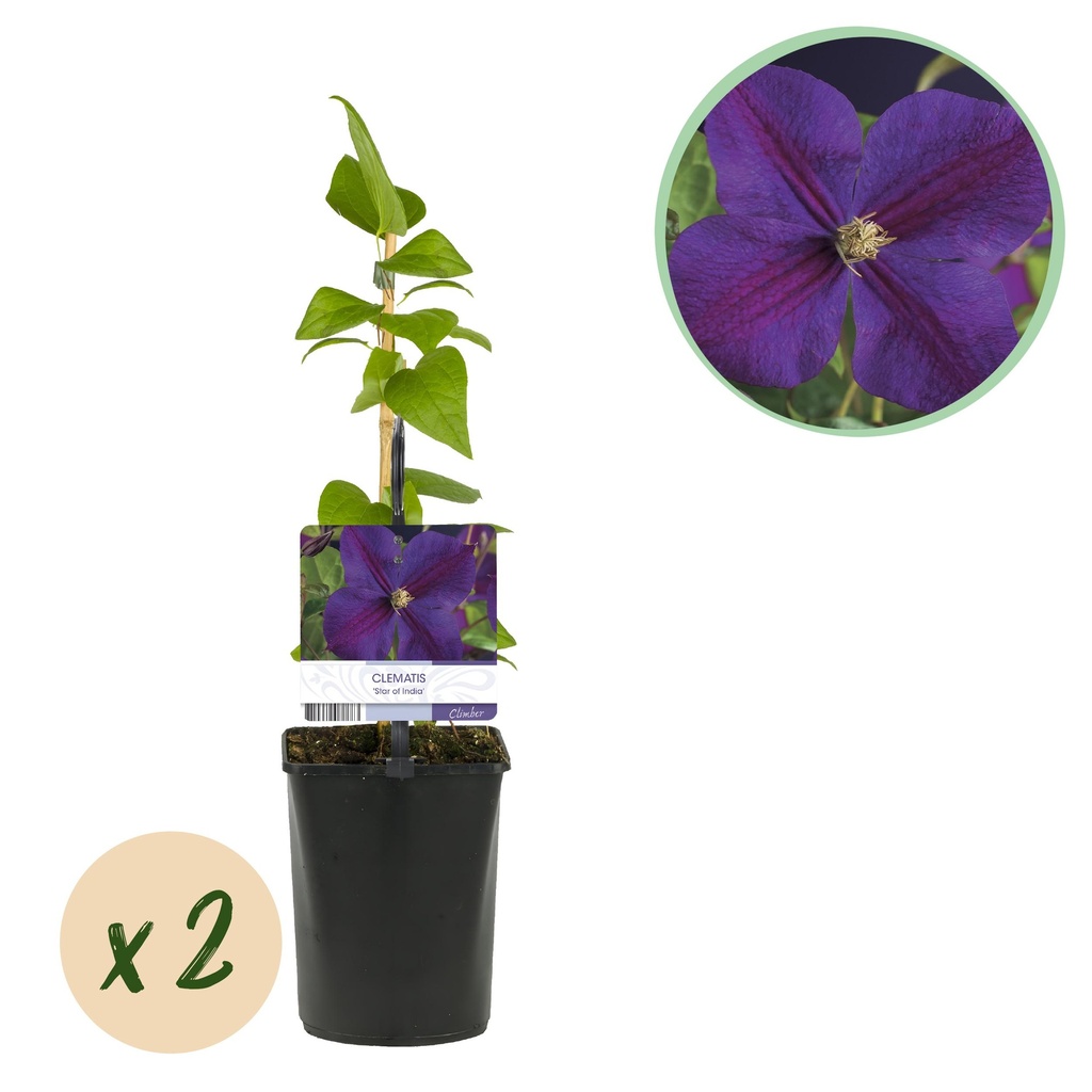 Kletterpflanze - Clematis The President - Blüte Rosa - Wenig Pflege - 2 Pflanzen - Topf 11cm Höhe 40cm