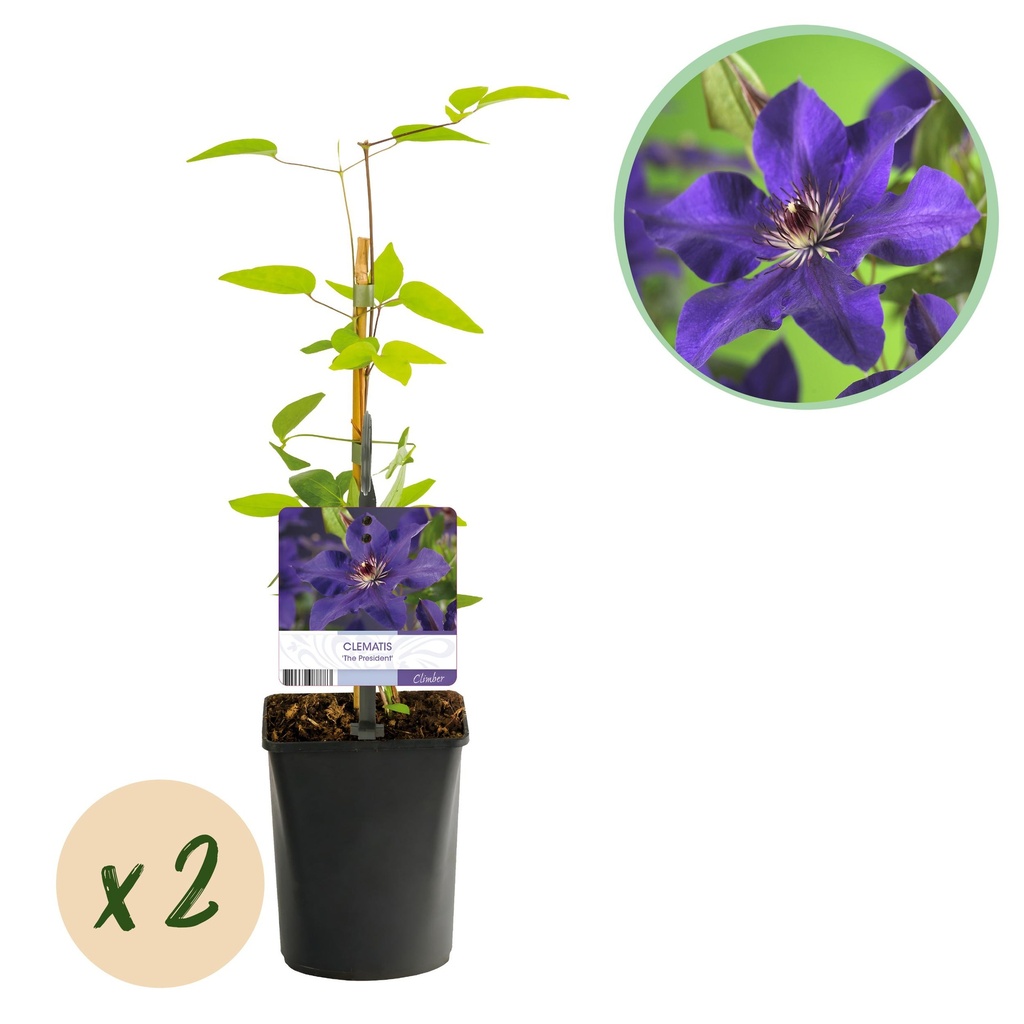 Kletterpflanze - Clematis The President - Blüte Rosa - Wenig Pflege - 2 Pflanzen - Topf 11cm Höhe 40cm