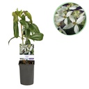 Immergrüne Waldrebe (Clematis armandii) – winterharte Kletterpflanze, Höhe ca. 11 cm