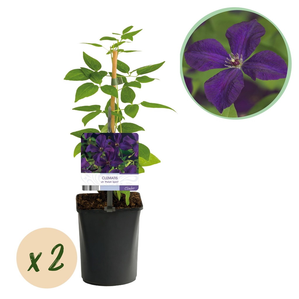 Kletterpflanze - Clematis viticella Polish Spirit - Rosa Blüten - Pflegeleicht - 2 Pflanzen - Topf 11cm Höhe 40cm