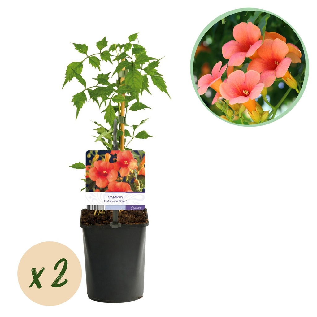 Trompetenblume - Campsis radicans Madame Galen - Orange Blüten - Pflegeleicht - 2 Pflanzen - Topf 11cm Höhe 40cm