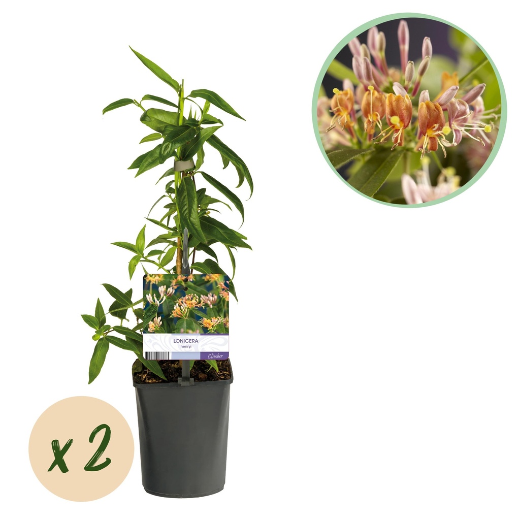 Immergrünes Geißblatt (Lonicera henryi) – winterharte Kletterpflanze, Höhe ca. 11 cm