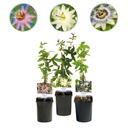 Passionsblume - Passiflora Tricolour - Blüte Rosa Weiß Lila - Wenig Pflege - 3 Pflanzen - Topf 11cm Höhe 40cm