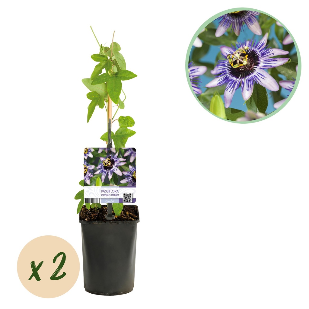 Passionsblume - Passiflora Damsels Delight - Blüte Lila mit Weiß - Wenig Pflege - 2 Pflanzen - Topf 11cm Höhe 40cm