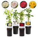 Kletterrose - Rosa Rainbow - Blumen Rosa Weiß Gelb Rot - Wenig Pflege - 4 Pflanzen - Topf 11cm Höhe 40cm