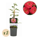Vielblütige Rose (Kletterrose) – winterharte Kletterpflanze, Höhe ca. 11 cm