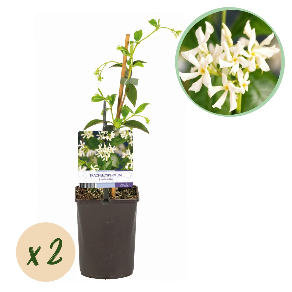 Toskanischer Jasmin - Trachelospermum jasminoides - Blüte Weiß - Immergrün - 2 Pflanzen - Topf 11 cm Höhe 40 cm