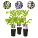 Japanische Blauregen (Wisteria floribunda) – winterharte Kletterpflanze, Höhe ca. 11 cm